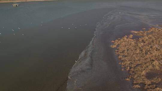 北方冬季河流湿地风光鸟类自然航拍