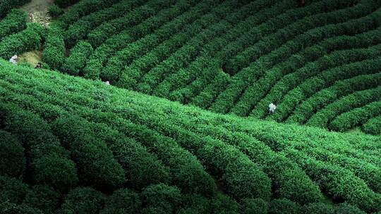 茶山茶园春茶采摘