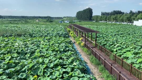 山东济南章丘区白云湖湿地公园，荷花荷叶