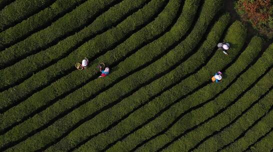 茶园茶农采茶