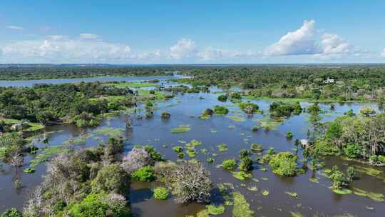 巴西亚马逊州亚马逊森林的壮丽景色。