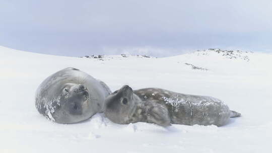 南极洲婴儿成人威德尔海豹枪口关闭视频素材模板下载