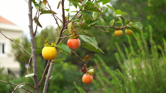 黄色和橙色的熟柿子在树枝上。