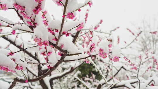 雪落粉色樱花