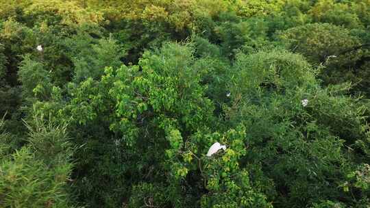 栖息在湿地树木上的白鹭
