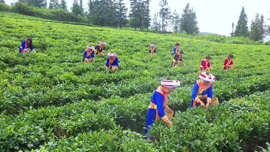 彝族姑娘茶山采茶茶园茶山乡村振兴航拍