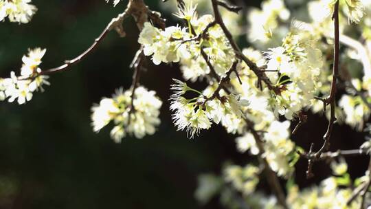 美丽李花盛开特写镜头梨花乡村振兴花枝花朵视频素材模板下载