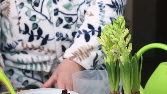 女人把报春花移植到一个新罐子里。水仙花和