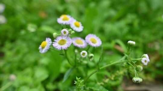 花草 草地  野花