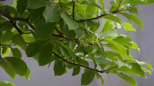 雨中植物树叶摇曳