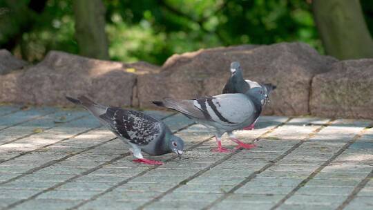 公园广场上自由觅食的鸽子