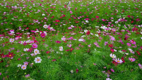 春天鲜花盛开 微风吹拂格桑花 波斯菊