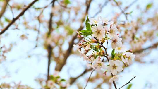 春天盛开的迎春花梅花腊梅