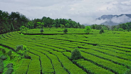 雨后的茶山