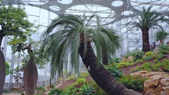 上海温室花园植物