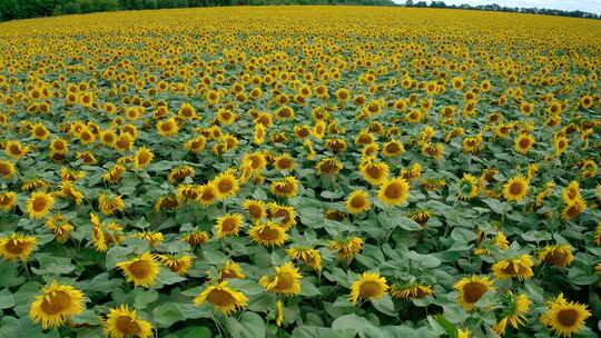 农业领域的向日葵在白天。俯瞰农业领域盛开的向日葵。