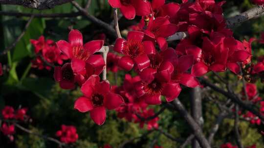 盛开的红色木棉花特写