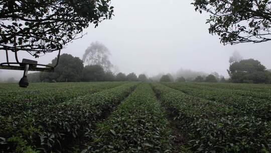 雨雾天的茶园