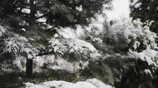 被雪覆盖的松树特写镜头