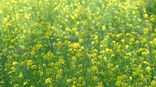 春天盛开的黄色油菜花与采蜜蜜蜂满画幅特写