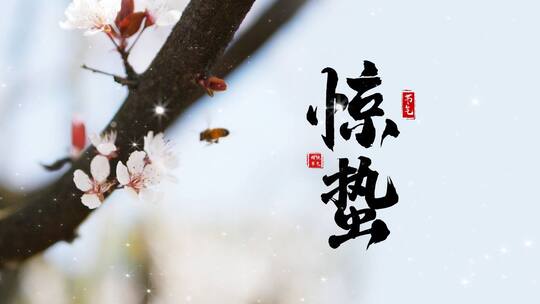 清新蜜蜂花朵惊蛰节气视频ae模板春暖花开