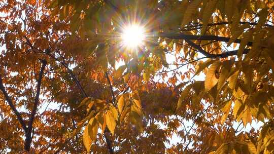 阳光下的秋叶、秋树