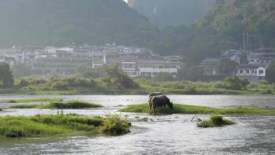 河边水牛吃草 养牛 放牛 牛吃草