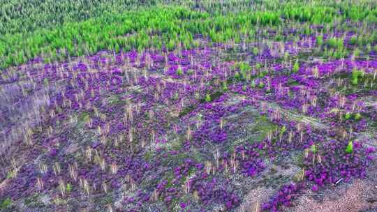 航拍大兴安岭漫山遍野的杜鹃花