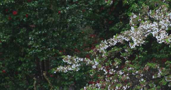 春雨樱花雨樱花飘落凋谢落幕春去