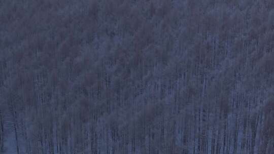 中国最北端的白色森林雪景日出