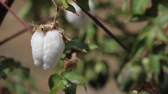 棉花生长在中美洲危地马拉的田野里