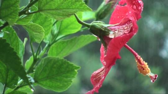 在雨中的红色芙蓉花
