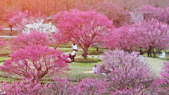 上海春天 梅花 花开海上