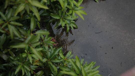 淅淅沥沥的乡村春雨和树木