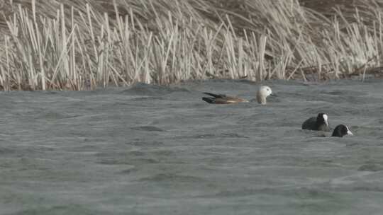 C林周湿地水鸟4k实拍视频