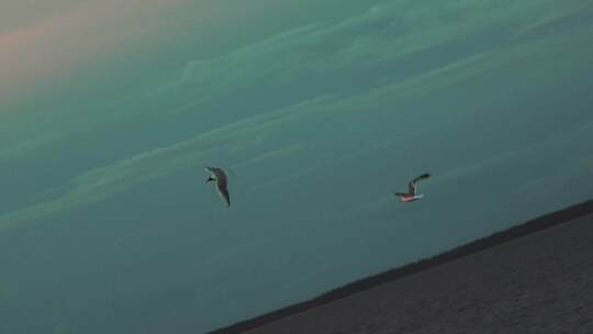 海上海鸥飞翔