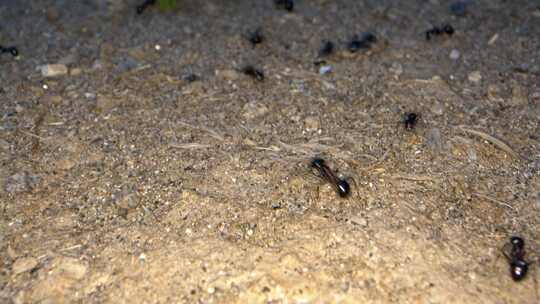 动物昆虫土壤上的蚂蚁6