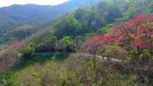 海南白沙九架岭木棉花