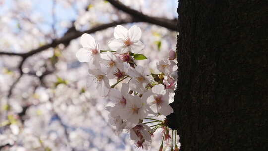 粗壮的樱花树丛视频素材模板下载