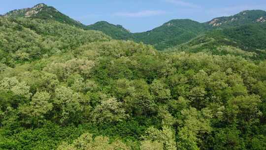 航拍山上槐花树