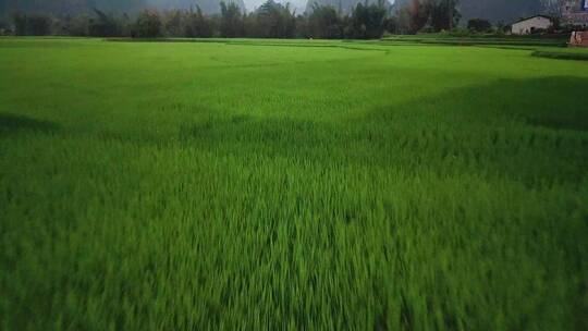 航拍农田里的水稻视频素材模板下载
