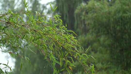 雨中竹林实拍视频素材模板下载