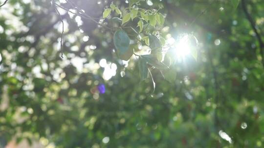 树林阳光 夏天