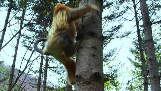 金丝猴爬树视频素材模板下载