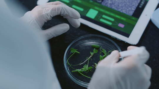 女生物化学家选择绿芽在显微镜下观察的手