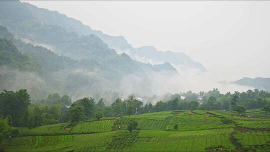 航拍茶园采摘绿茶山脉茶山茶叶云海茶树