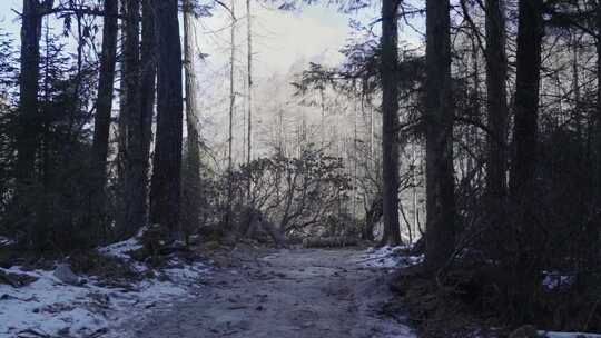 女生走在冬天四川毕棚沟的林中小路上