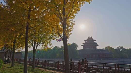 北京故宫银杏