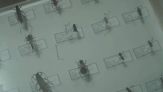 金龟子蟑螂甲壳虫昆虫标本展览视频素材模板下载