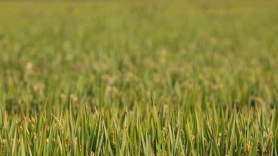 特写丰收的水稻田 鱼米之乡 乡村振兴